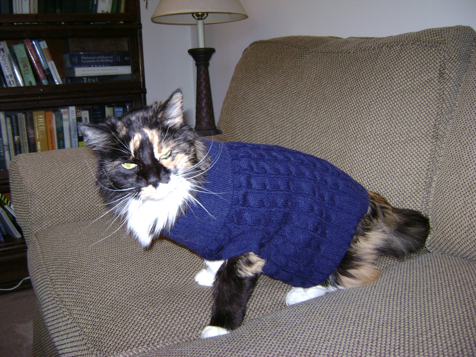[Sweater+Cat.JPG]