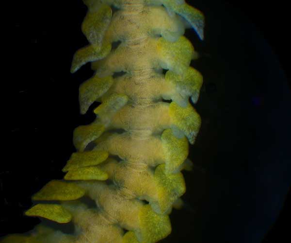 [dorsal plates of Phyllodoce.jpg]