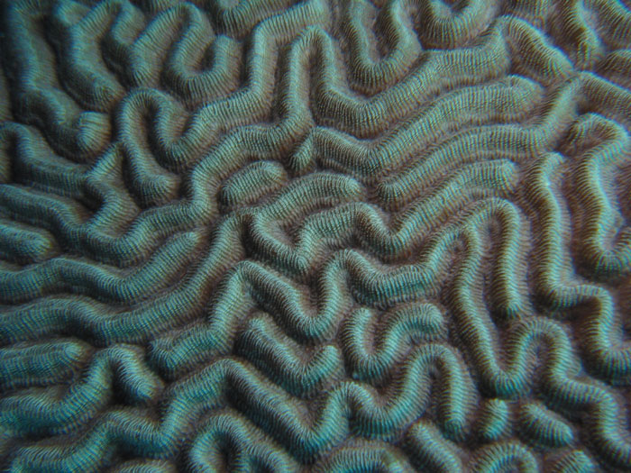 [brain-coral-(b).jpg]