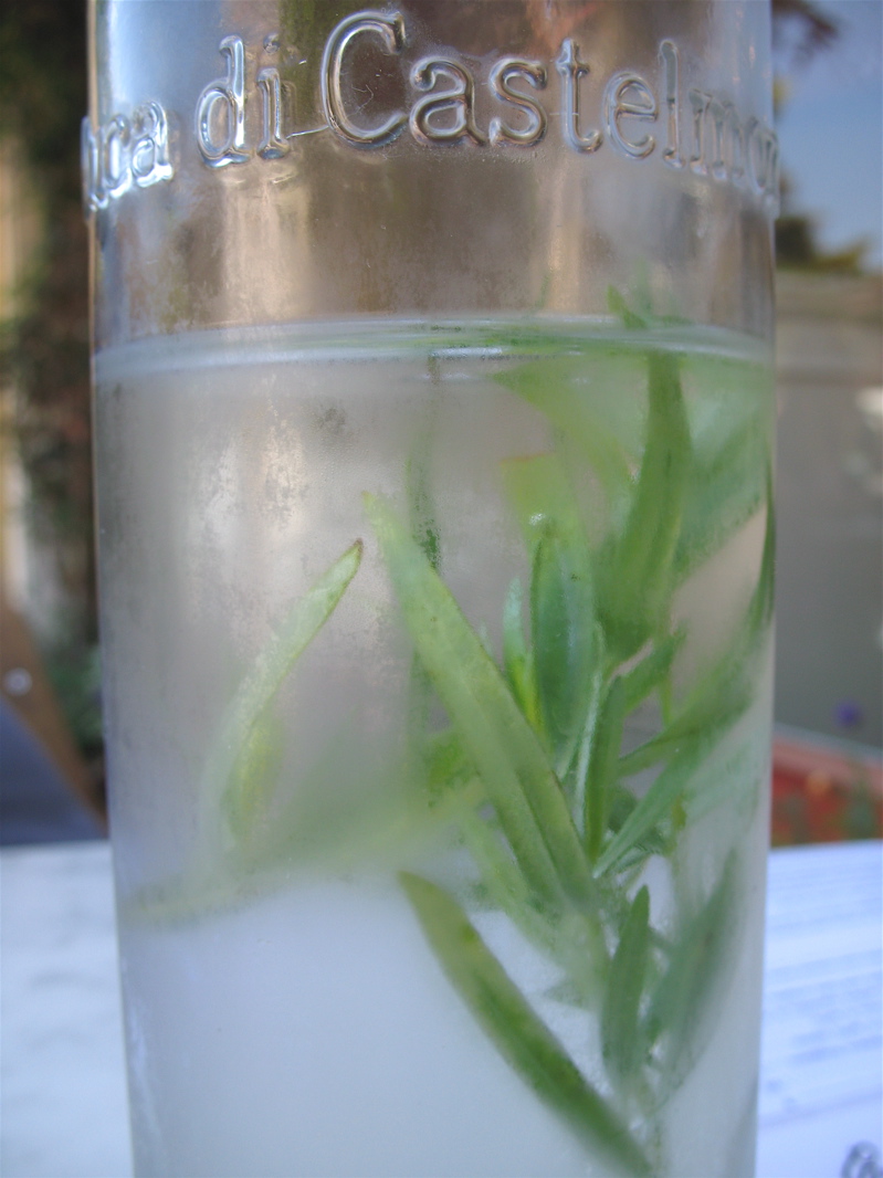 [water+with+lemon+verbena.jpg]