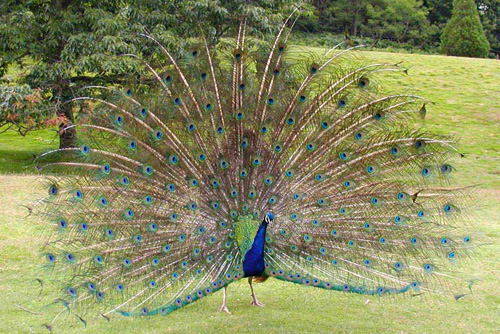 [indian_peacock.jpg]