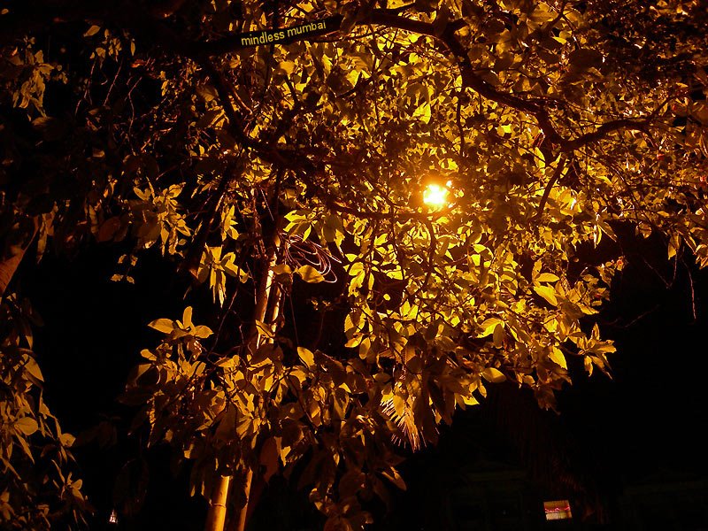 tree by night by kunal bhatia