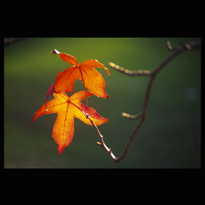 [2+autumn+leaves.jpg]