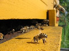 [240px-Honeybee-cooling_cropped.jpg]