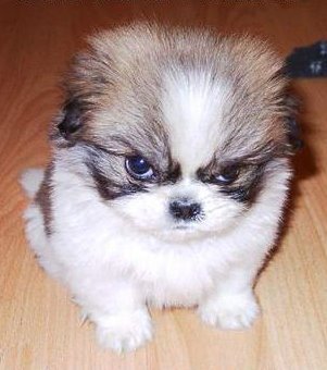 [_images_photos_angry+puppy.jpg]