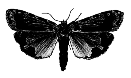 [moth2.gif]