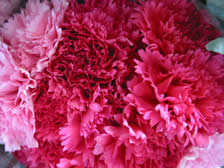 [carnations1peq.jpg]