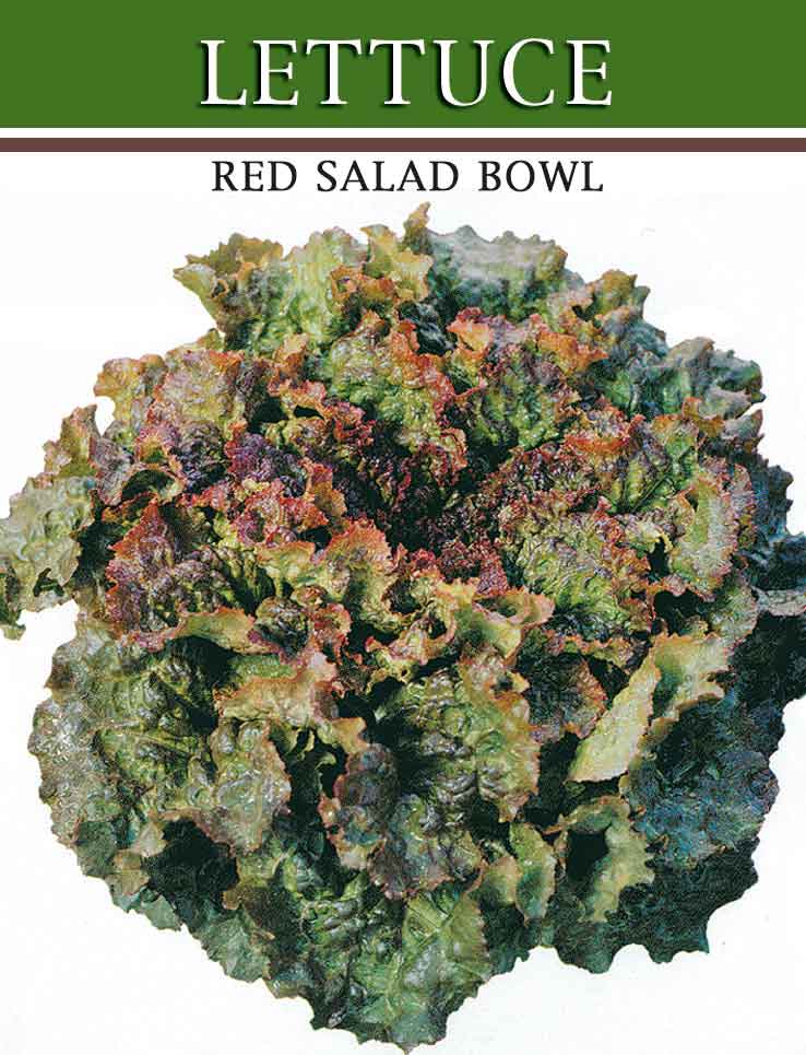 [lechuga-RED-salad.jpg]