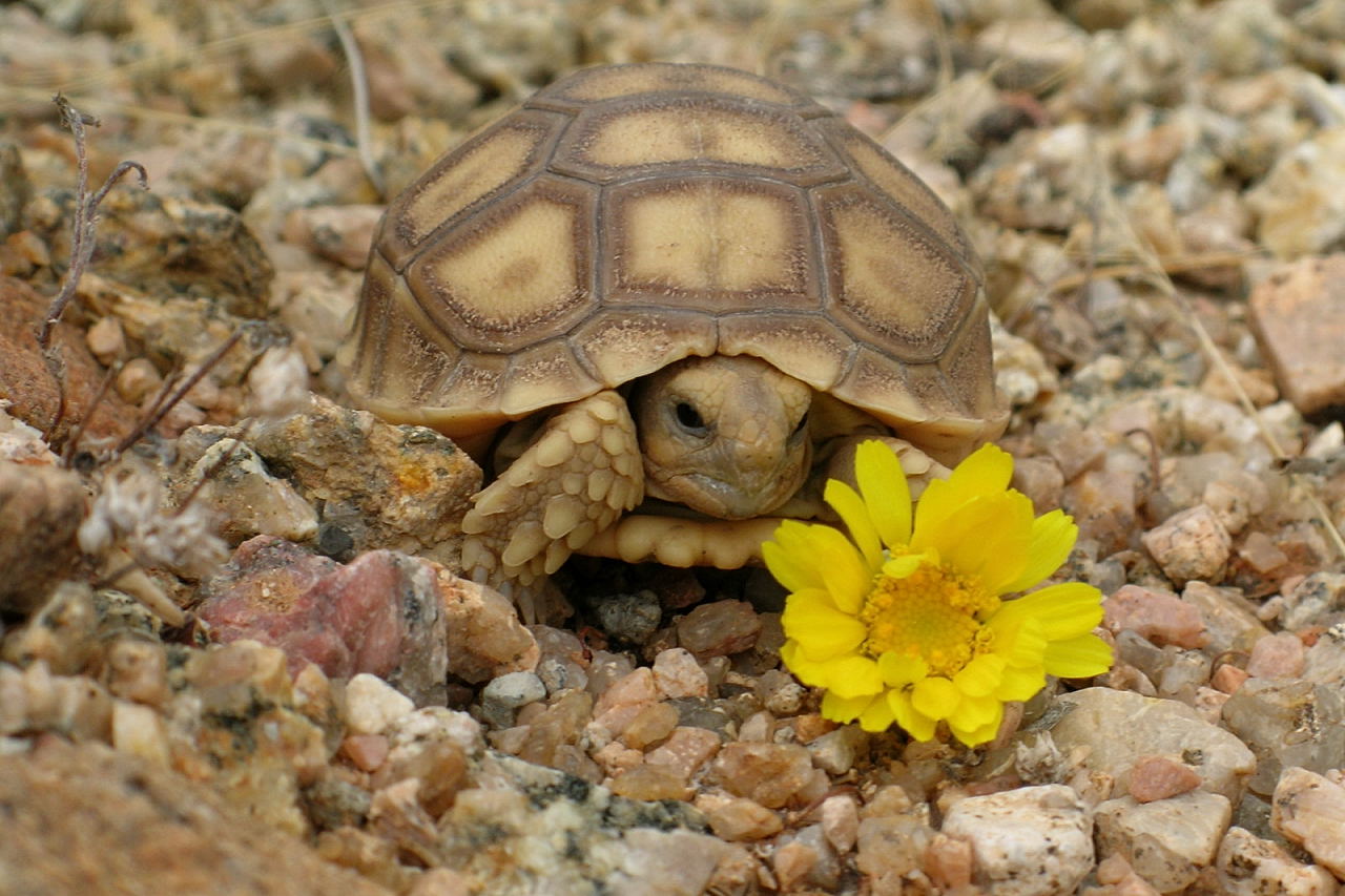 [desert_tortoise.jpg]