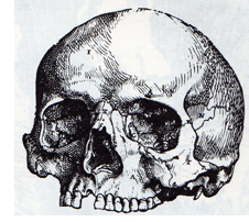 [skull+top+scan.png]