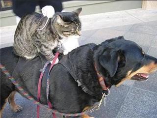 [cat+dog.jpg]