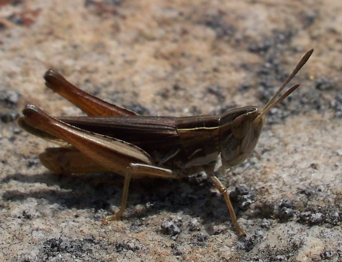 [Grasshopper.JPG]
