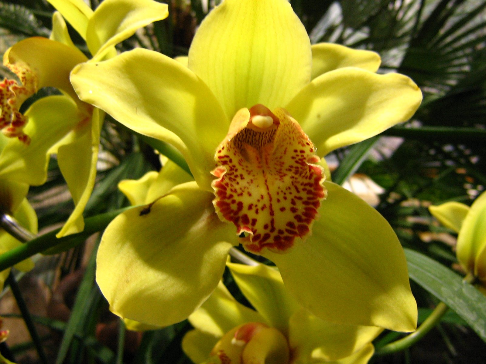 [58+Orchidee.jpg]