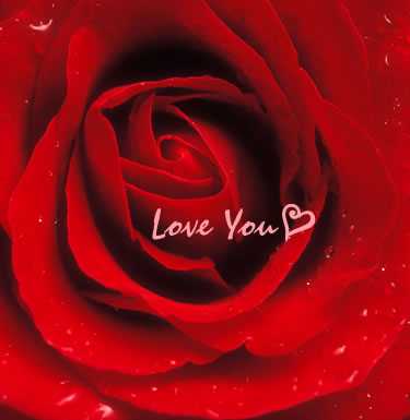 [love+rose1.jpg]