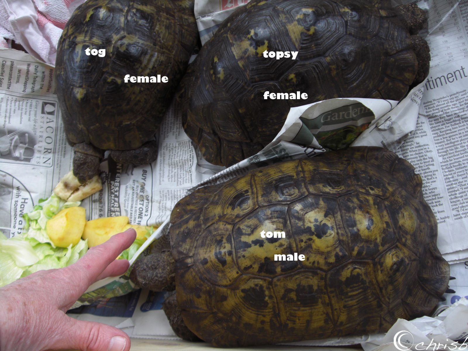 [_tortoises-trio.jpg]