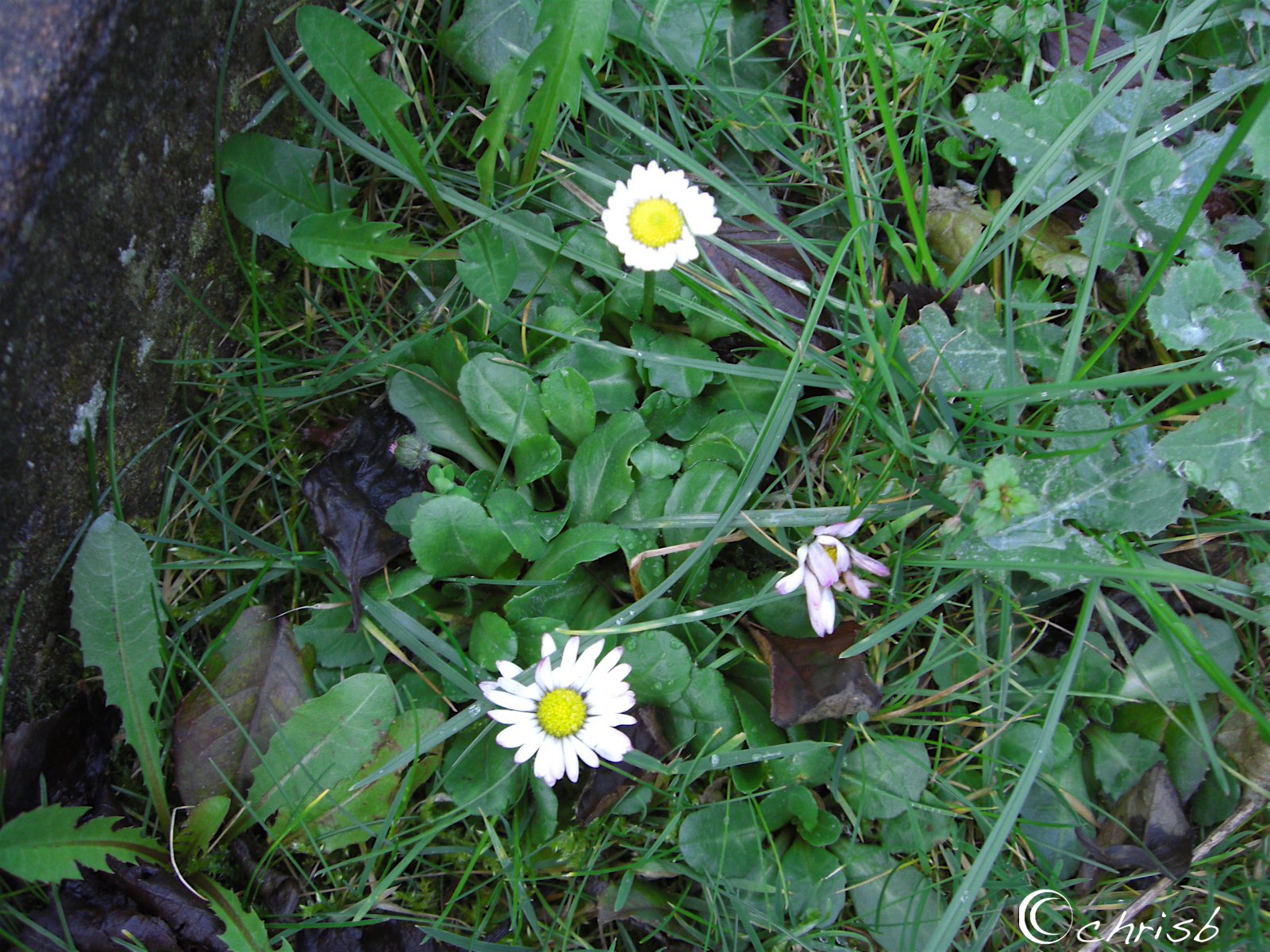[daisy+weeds+copy.jpg]