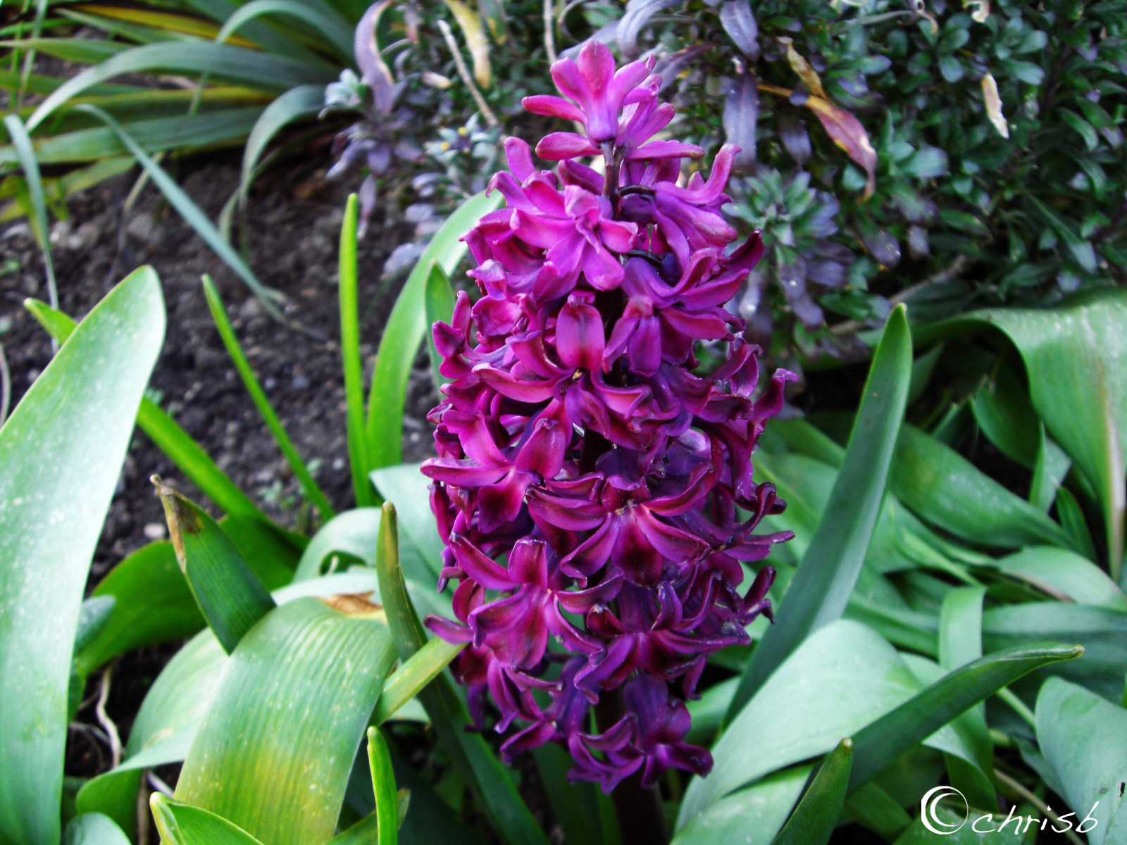 [purple-hyacinth.jpg]