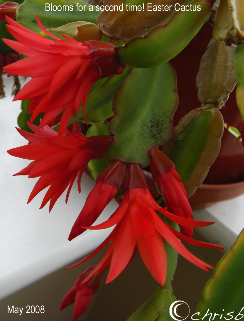 [Easter-cactus-2nd-time.jpg]