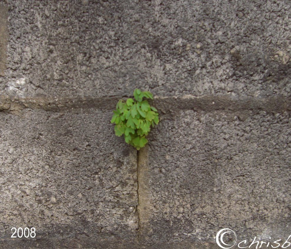 [wall-growth.jpg]