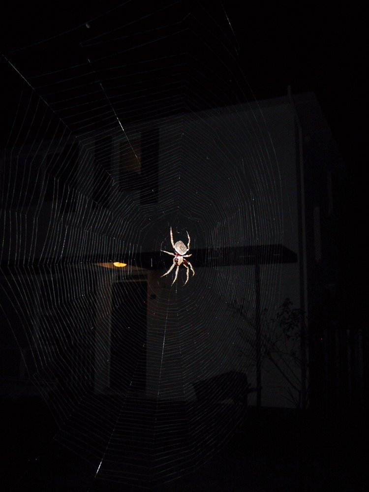 [Spider-1-web.jpg]