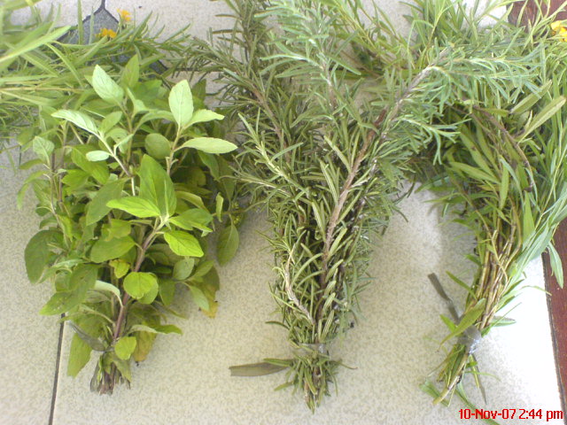 [herbs2.JPG]