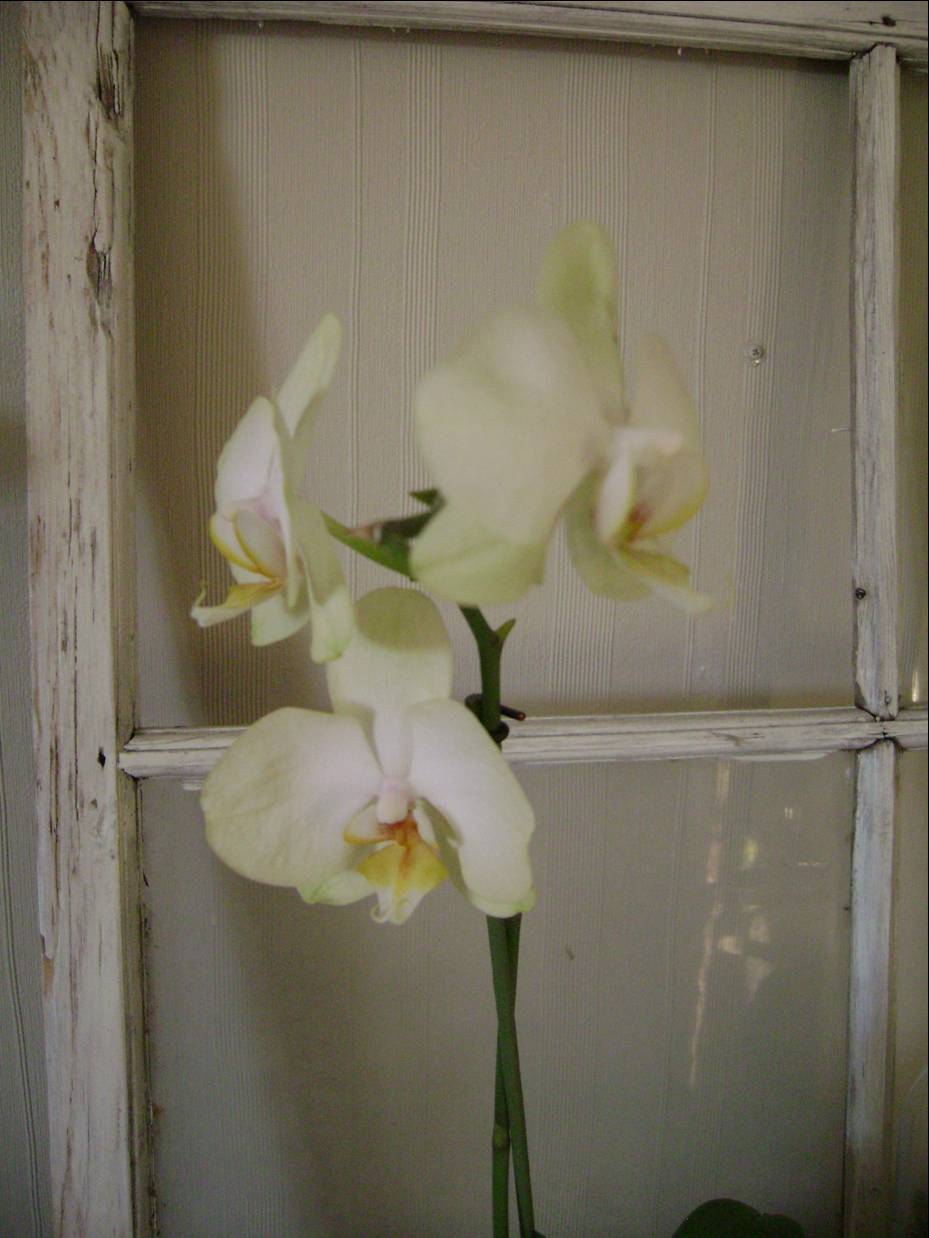 [orkidee.jpg]