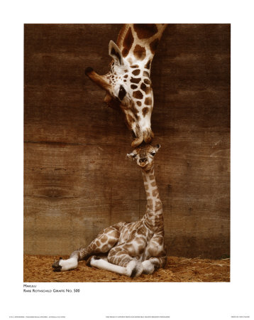 [giraffe+kiss.jpg]