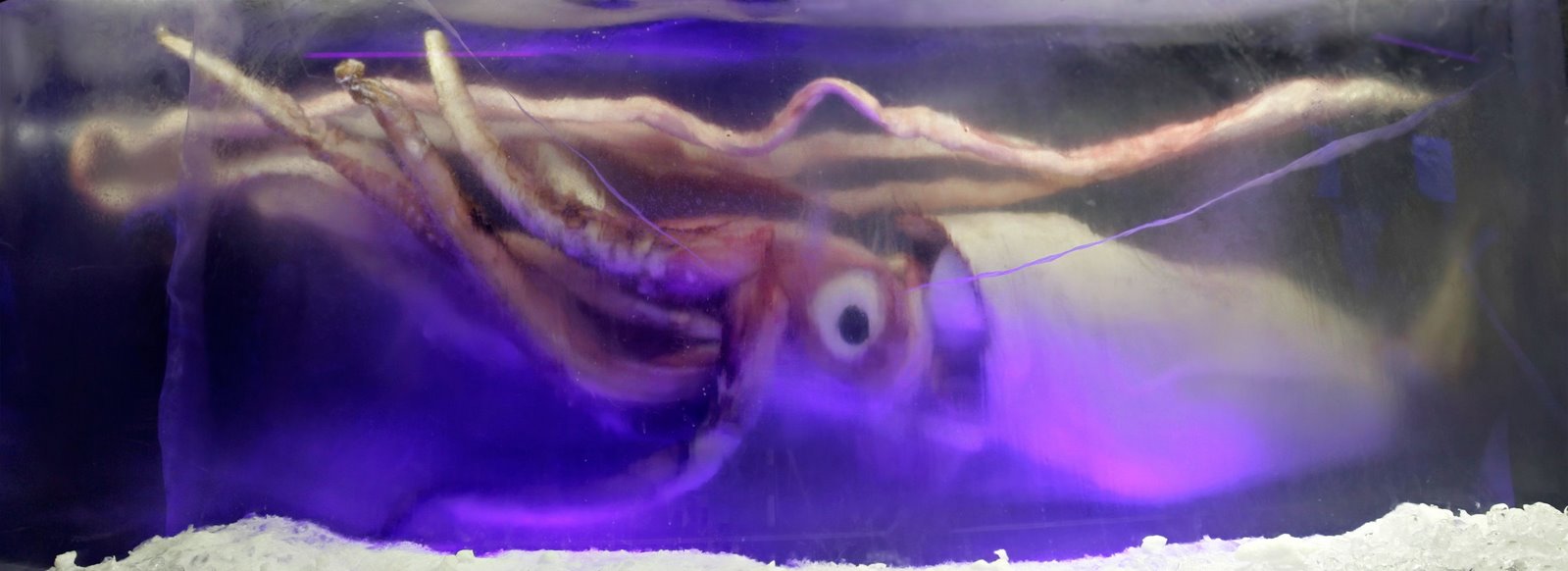 [Giant_squid_melb_aquarium03.jpg]