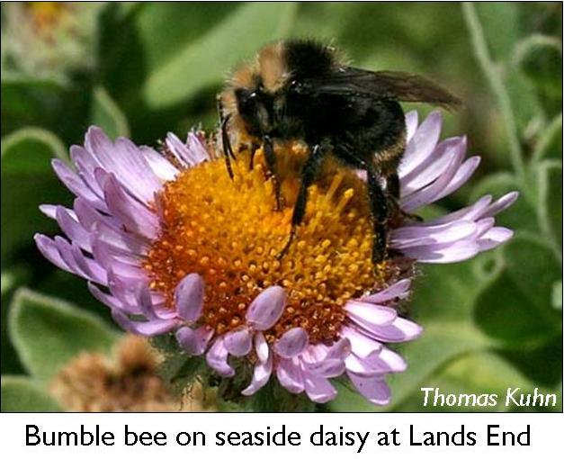 [bumblebee.jpg]