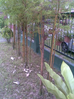 [bamboo005.jpg]
