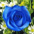 [blue+rose.jpg]