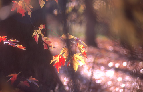 [impressionistic+autumn.jpg]
