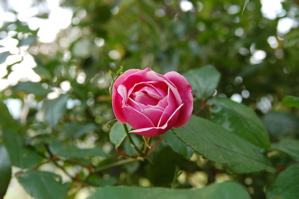 [rose.JPG]