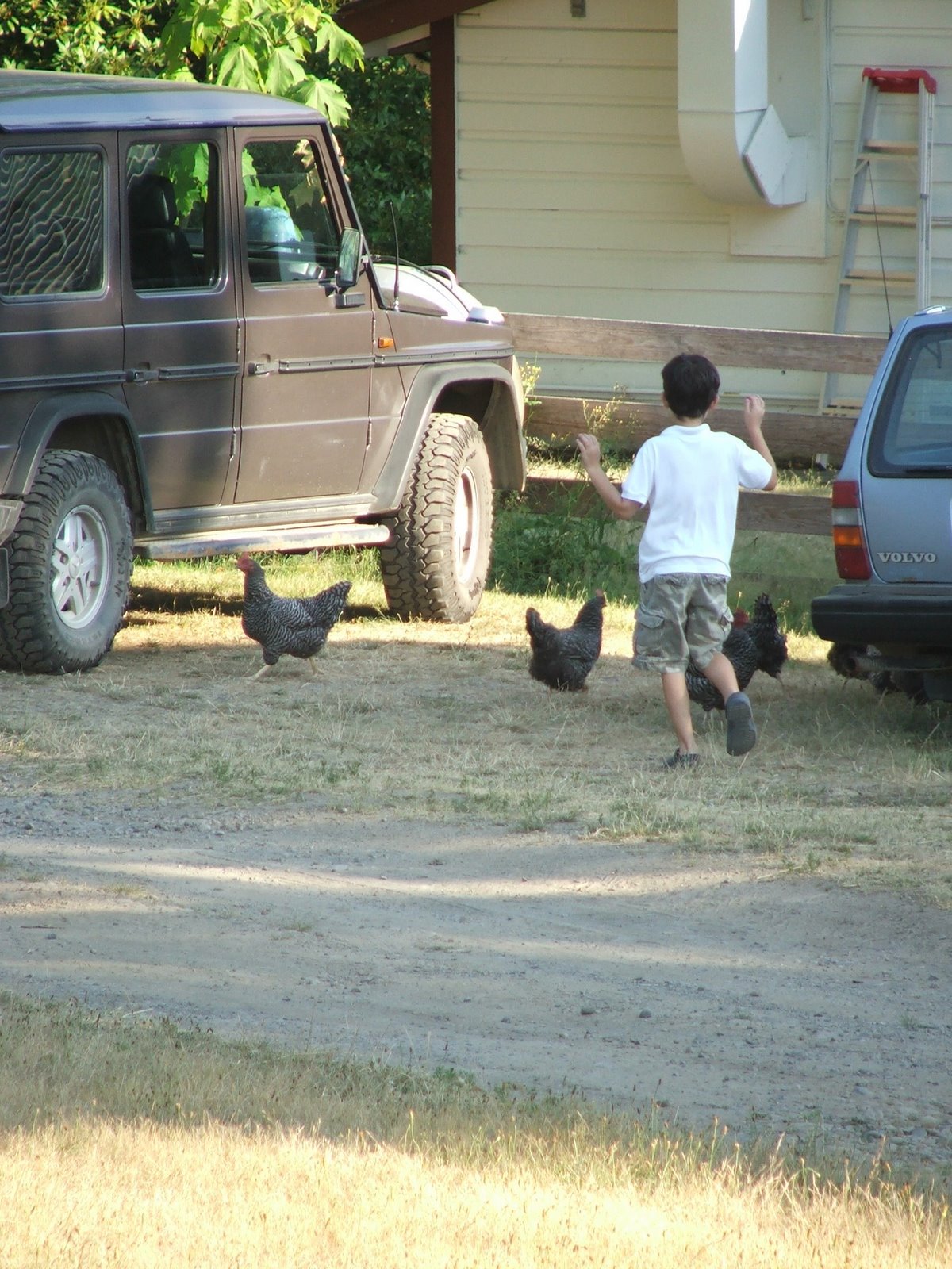 [boy+chasing+chickens+fairburn+farm+july2007.JPG]