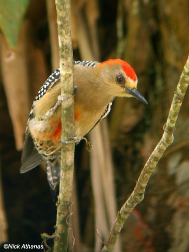 [Red-crowned-woodpecker-male-hp.jpg]