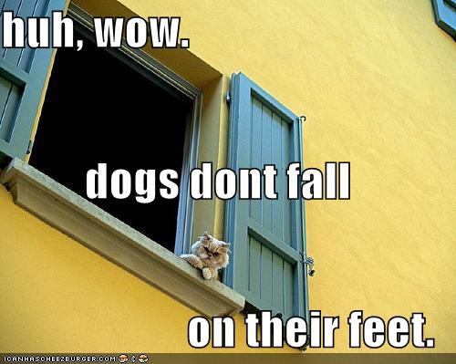 [funny-pictures-cat-finds-out-how-dogs-fall.jpg]