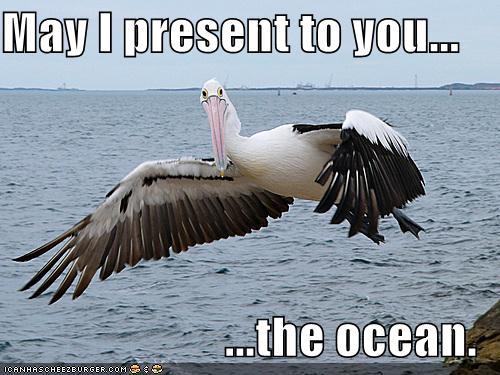 [funny-pictures-pelican-shows-you-the-ocean.jpg]