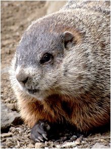 [groundhog,+marmota+monax,+woodchuck,+whistlepig.jpg]