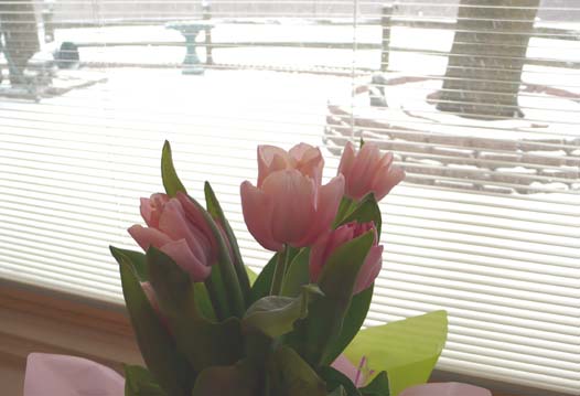 [blog+tulips+and+snow.jpg]