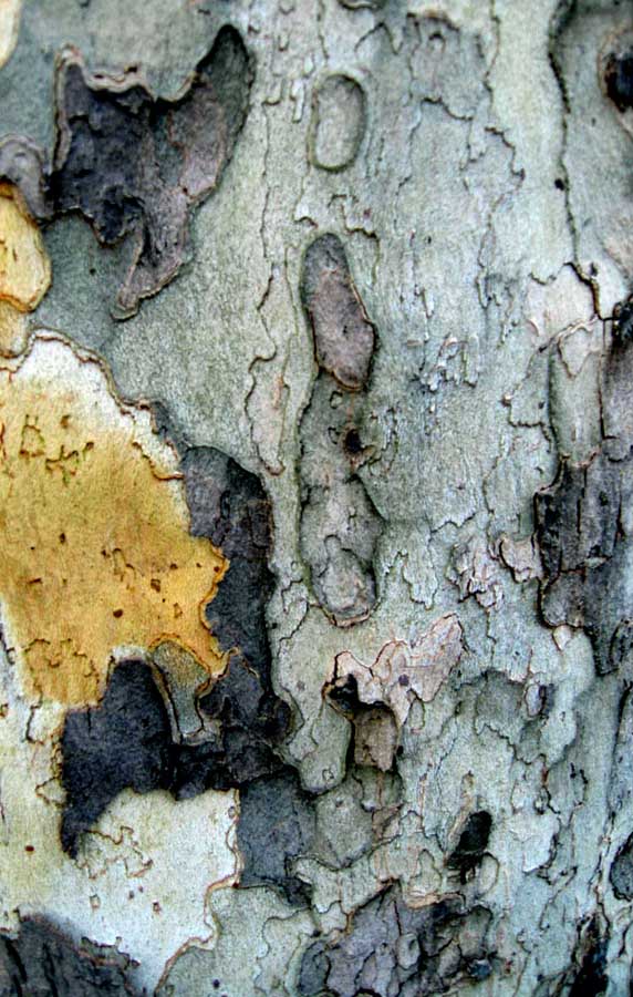 [blog+tree+bark+1.jpg]
