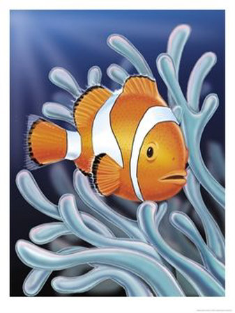 [A-Clown-Fish-Swimming-by-Sea-Anemones-Giclee-Print-C12351310.jpg]