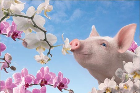 [lgpp31156+pretty-in-pink-piglet-and-blossom-poster.jpeg]