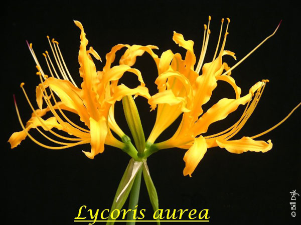 [Lycoris_aurea_BD.jpg]