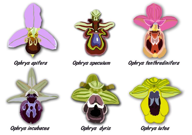 [Las+ophrys+(Medium).jpg]