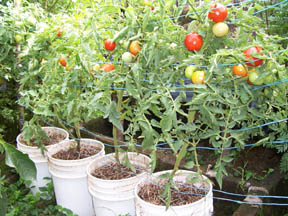 [51+-+Tomatoes+in+my+gardenS.jpg]