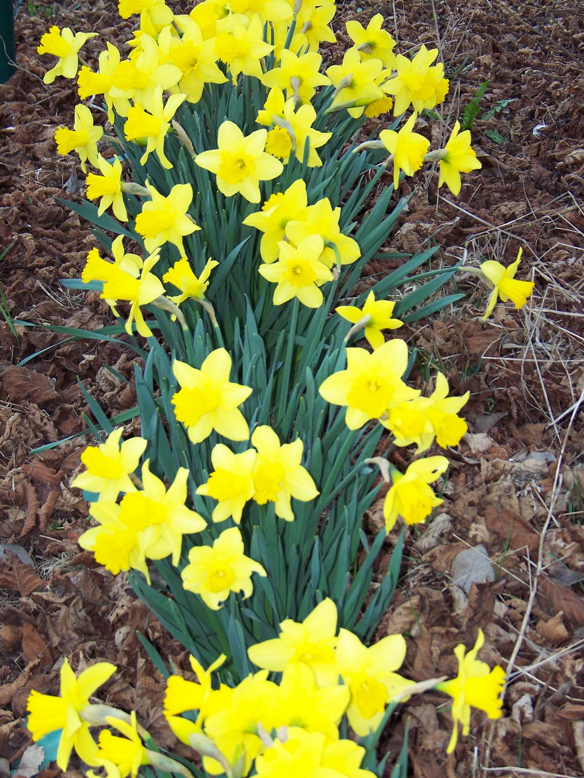 [daffodils+1.JPG]