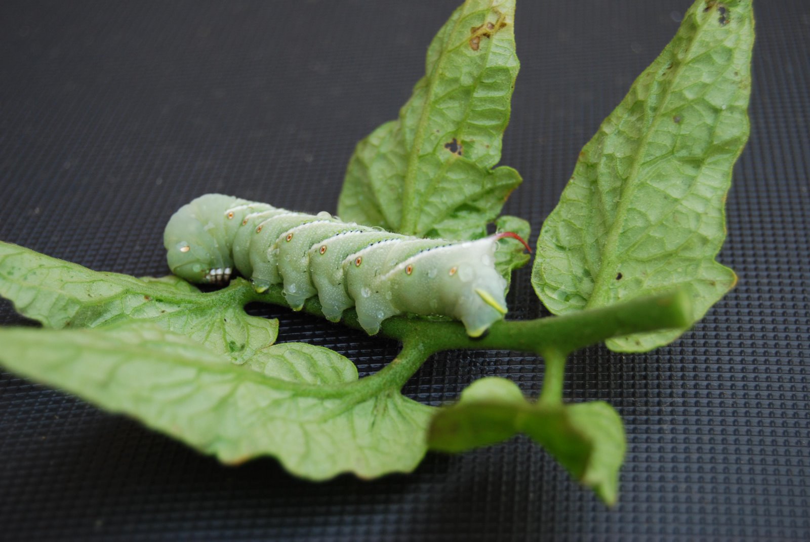 [tobacco+hornworm+on+leaf.jpg]