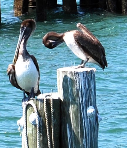 [juvenile+pelicans.jpg]