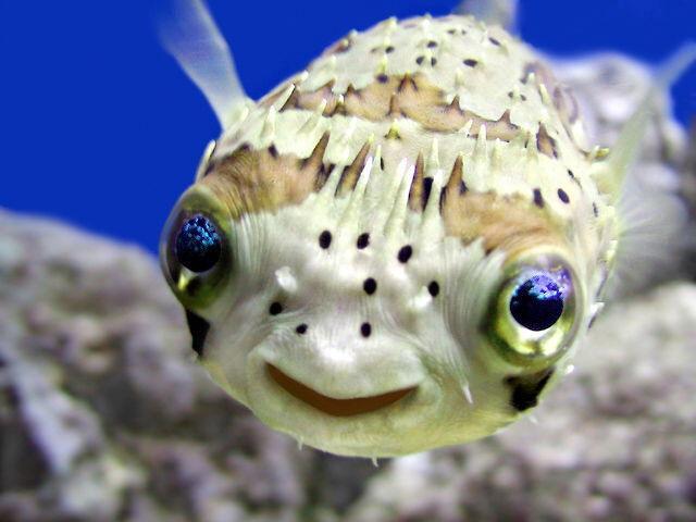 [blowfish.jpg]