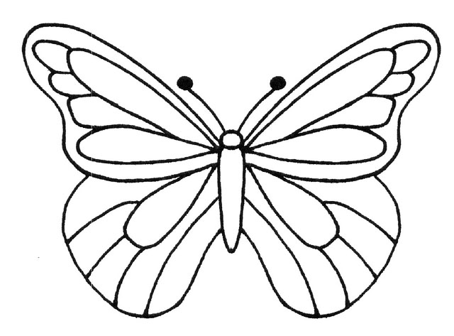 [Butterfly-4.jpg]